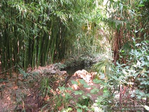 Крым. Никитский ботанический сад, в бамбуковой роще.