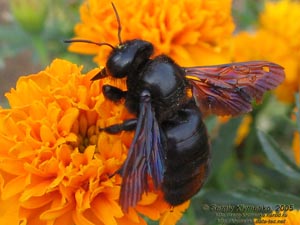 Крым. Никитский ботанический сад, пчела-плотник фиолетовая (Xylocopa violacea) на бархатцах.