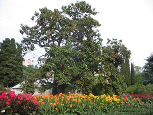 Крым. Никитский ботанический сад, Павловния войлочная, под ней - канны садовые.