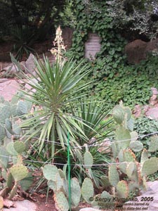 Крым. Никитский ботанический сад, цветущий кактус рядом с декоративной беседкой.
