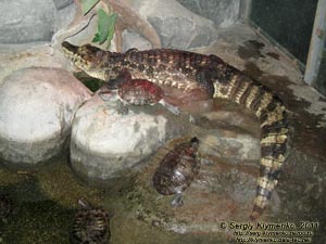 Севастополь. Фото. Аквариум-музей. Крокодиловый кайман - Caiman crocodilus.