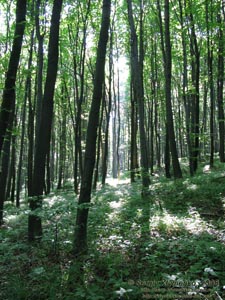 Ивано-Франковская область. Карпатские пейзажи. Игра лучей солнца в лесу летом.