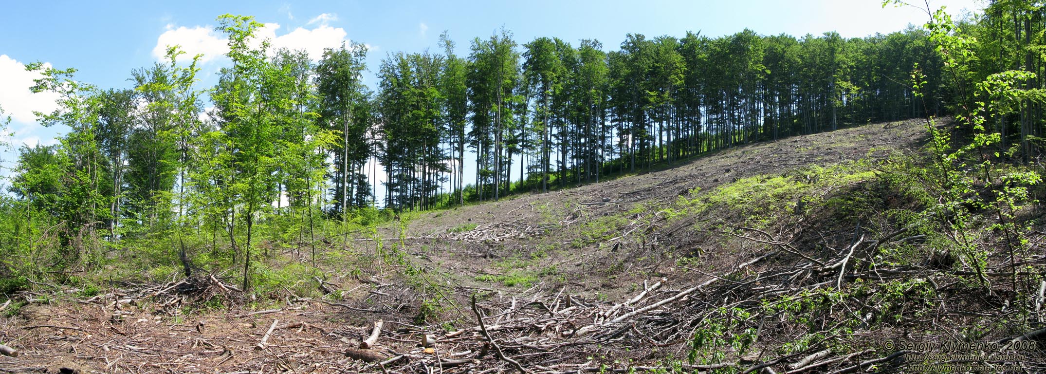 Ивано-Франковская область. А тут массово и незаконно рубили лес (неподалеку от Яблунова).