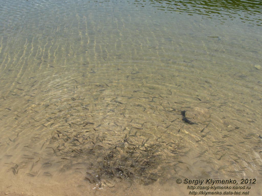 Закарпатская область. Озеро Синевир. Фото. Стайка мальков форели в озере.