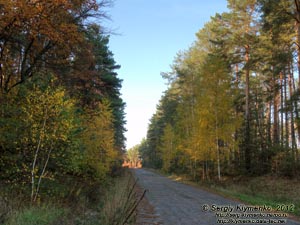 Черниговщина. Фото. В леске возле автодороги E101 (Киев-Кипти-Глухов-Бачевск-Москва).