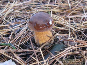 Черниговщина. Фото. Польский гриб (Boletus badius) в леске возле автодороги E101 (Киев-Кипти-Глухов-Бачевск-Москва).