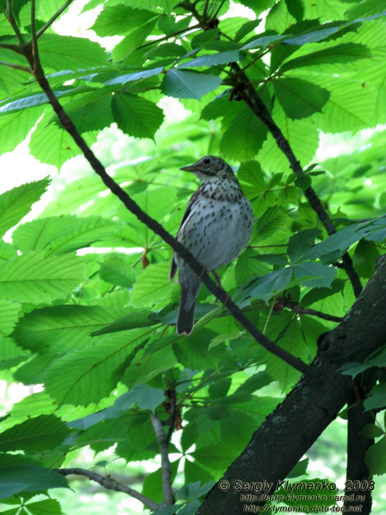 Умань, парк «Софиевка». На Главной аллее. Певчий дрозд (Turdus philomelos).